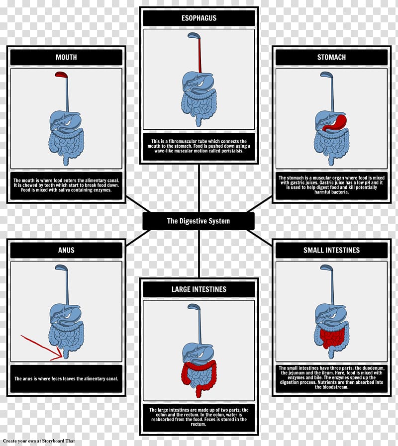 Digestion Human digestive system Diagram Stomach Food, digestive system transparent background PNG clipart