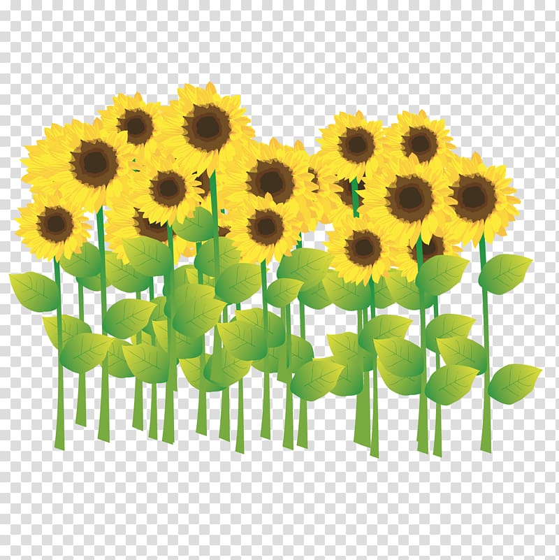 Common sunflower Drawing Illustration, Tender sunflower transparent background PNG clipart