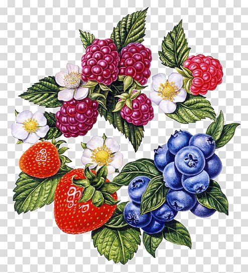 Frutti di bosco Strawberry Painting Art Illustration, Renaissance style berries combination transparent background PNG clipart