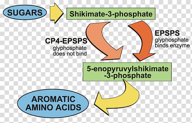 Organism Logo Brand Shikimate pathway Shikimic acid, mutation gmo crops transparent background PNG clipart