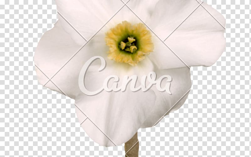 Petal Cut flowers Flowering plant, Fivestar Praise Cashback transparent background PNG clipart