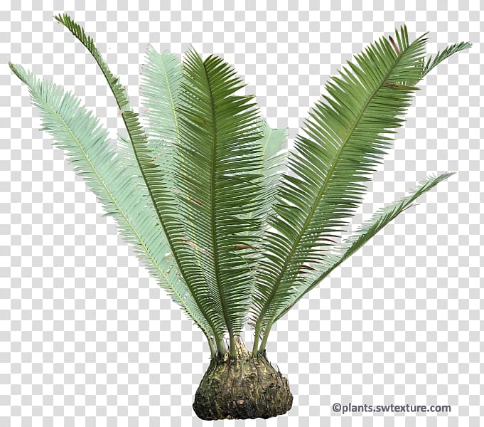 Babassu Sago palm Dioon edule Cycad Arecaceae, others transparent background PNG clipart