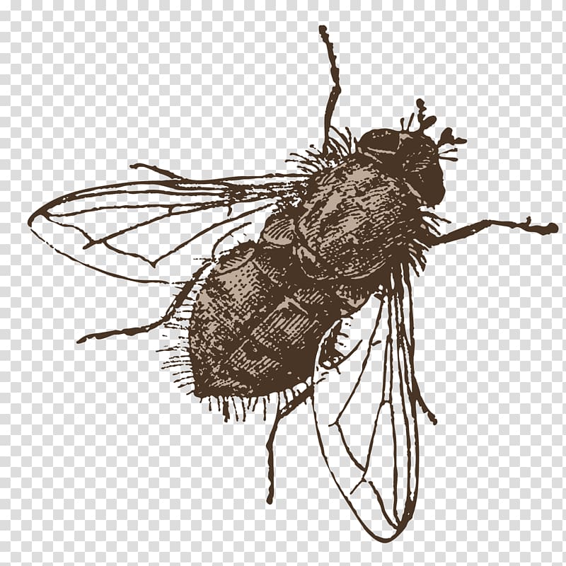 Icon, hand painted flies illustration transparent background PNG clipart