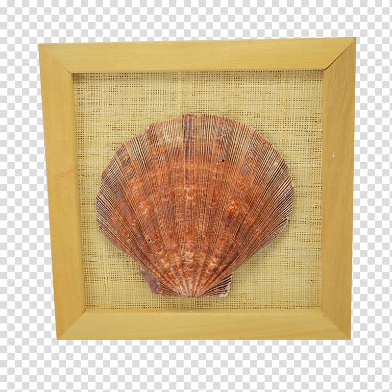Seashell Lion Cockle 8x8, Inc. Conchology, seashell transparent background PNG clipart