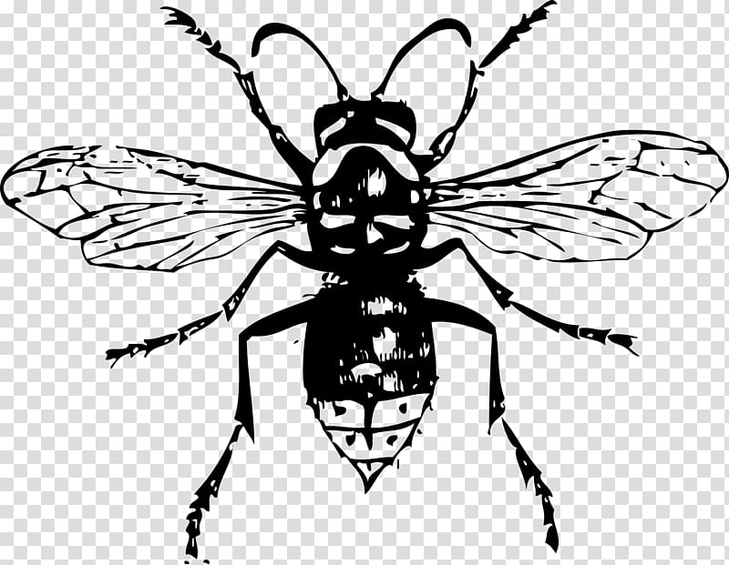 Bald-faced hornet Insect Bee , cartoon bees transparent background PNG clipart