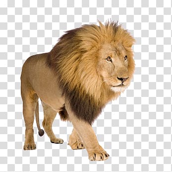 White lion , lion transparent background PNG clipart