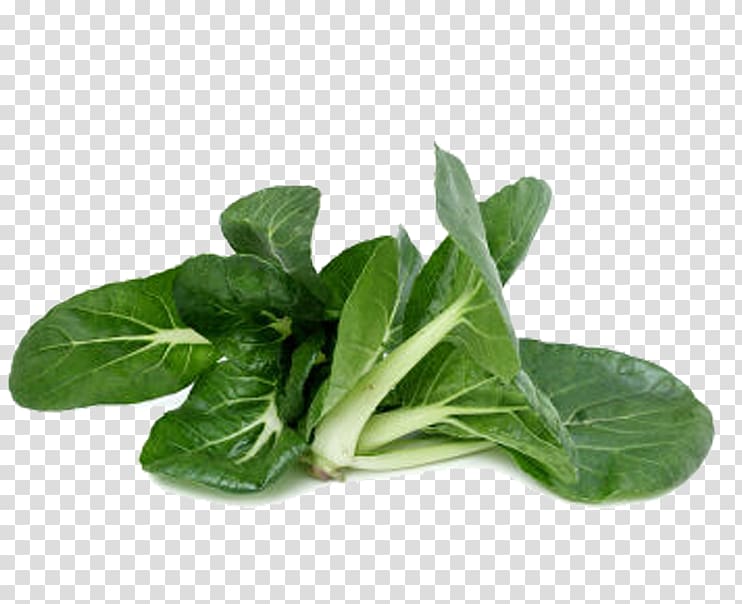 Choy sum Spring greens Chard Napa cabbage Vegetable, Green cabbage transparent background PNG clipart
