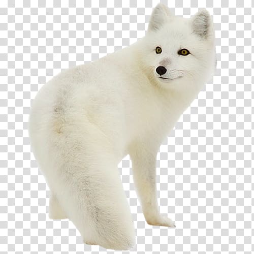 Arctic fox Silver Fox rabbit Polar bear, Wolf transparent background PNG clipart