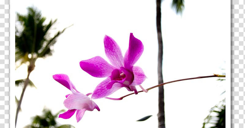 Moth orchids Dendrobium Cattleya orchids Pink M, orquideas transparent background PNG clipart