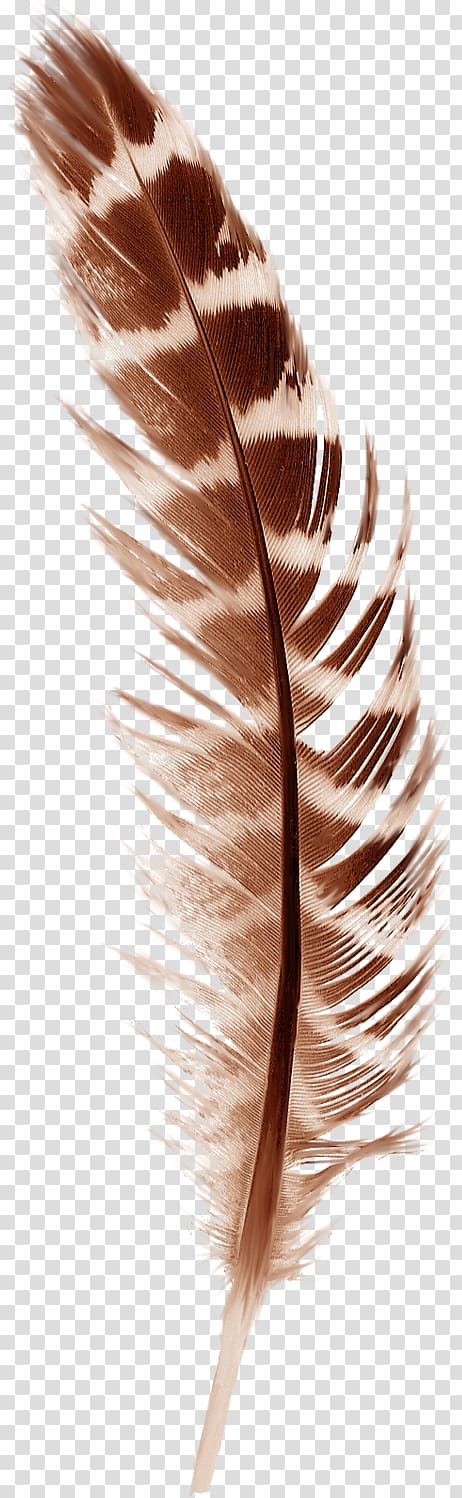 brown feather , Bird Feather Paper Autumn, Beautiful brown feathers transparent background PNG clipart