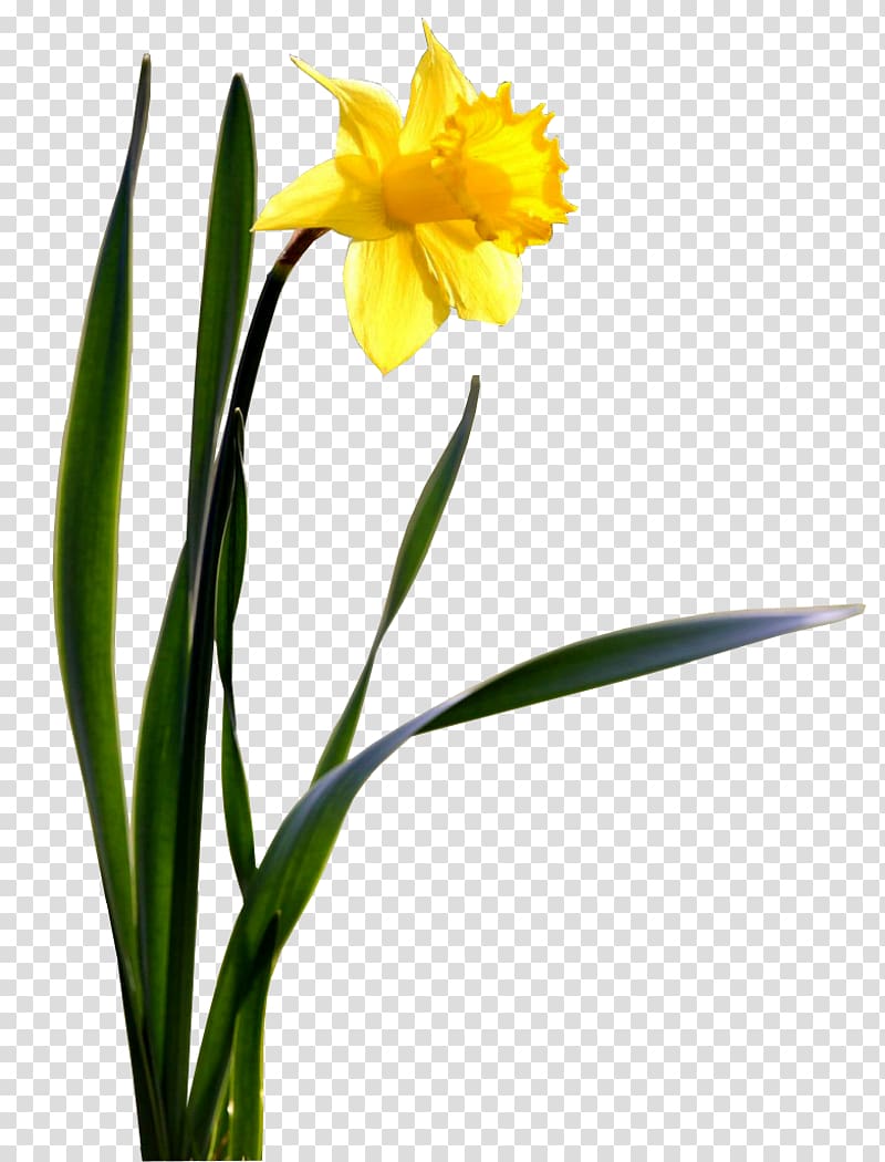 Flower Daffodil Desktop , daffodil transparent background PNG clipart