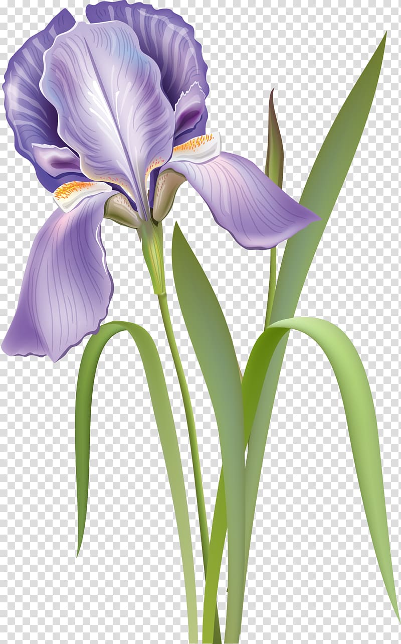 Cut flowers Iris versicolor Botanical illustration, flower transparent background PNG clipart