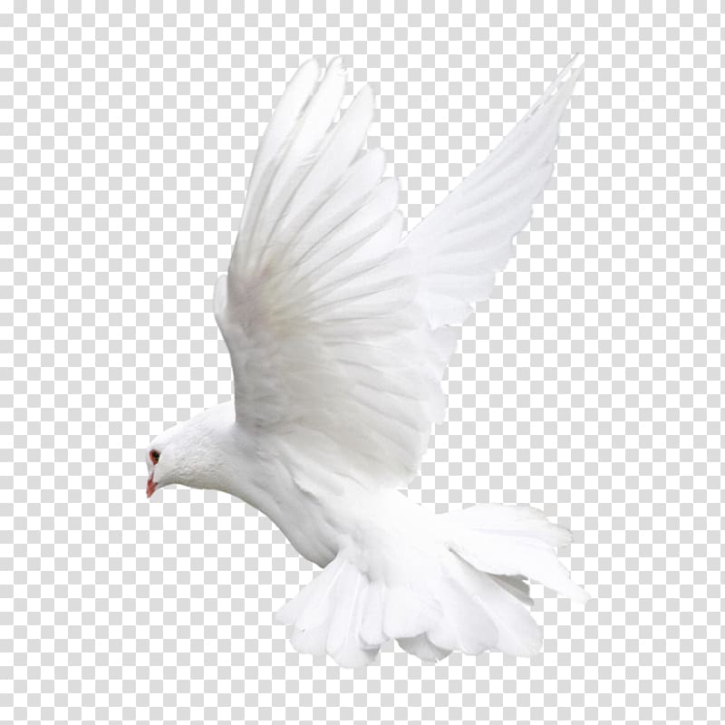 Rock dove Columbidae Bird , pigeon transparent background PNG clipart