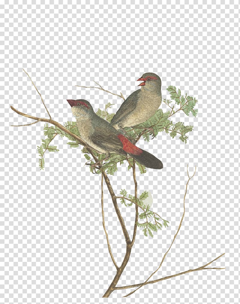 Common grossbeak.Lewin, John. Birds of New South Wales with their natural history. Sydney: G. Howe, 1813 Grosbeak, bird transparent background PNG clipart