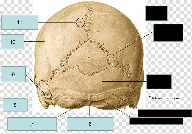 Occipital bone Anatomy Sphenoid bone Temporal bone, skull transparent background PNG clipart