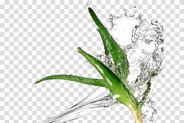 Aloe vera Aloe ferox Extract Cosmetics Plant, others transparent background PNG clipart