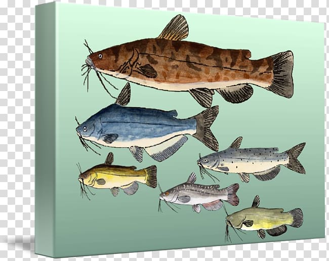 T-shirt Channel catfish Bullheads Hoodie, T-shirt transparent background PNG clipart