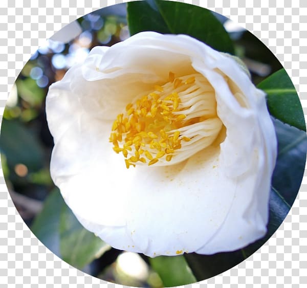 Japanese camellia Sasanqua Camellia Tea seed oil Shrub Flower, others transparent background PNG clipart