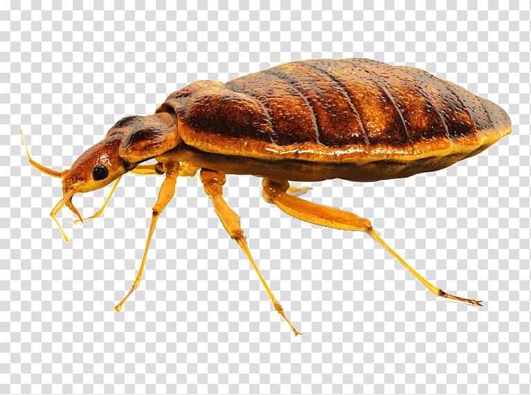 Cockroach Punaise des lits Bedbug Pest Control, cockroach transparent background PNG clipart