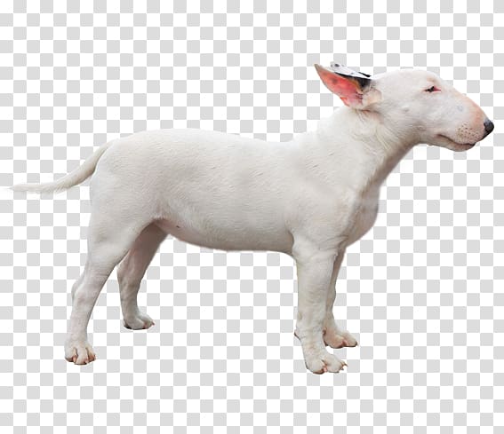 Miniature Bull Terrier Bull and Terrier Dog breed Staffordshire Bull Terrier, english bully transparent background PNG clipart