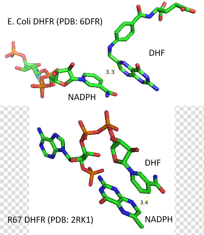 Dihydrofolate reductase Enzyme kinetics Dihydrofolic acid Trimethoprim, Groel transparent background PNG clipart