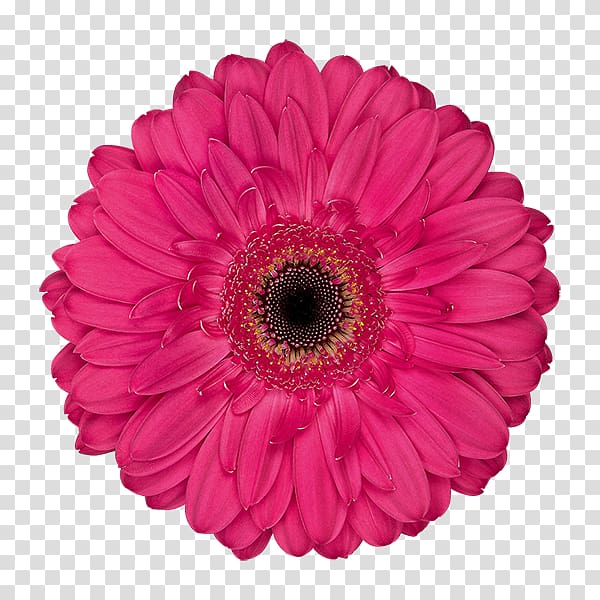 Transvaal daisy Cut flowers Floristry Café de l'Amitié Flower bouquet, white gerbera transparent background PNG clipart