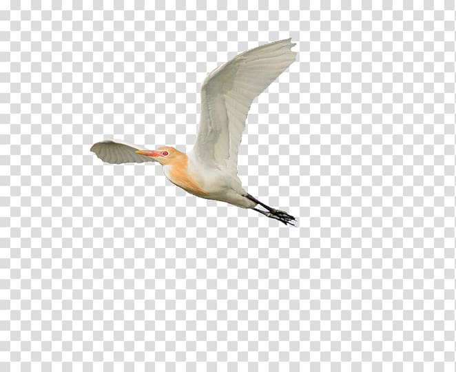 Beak Eastern cattle egret Bird, egrethd transparent background PNG clipart