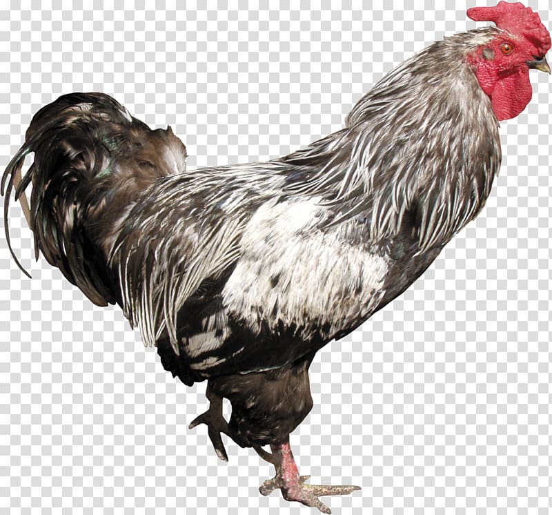 Cock transparent background PNG clipart