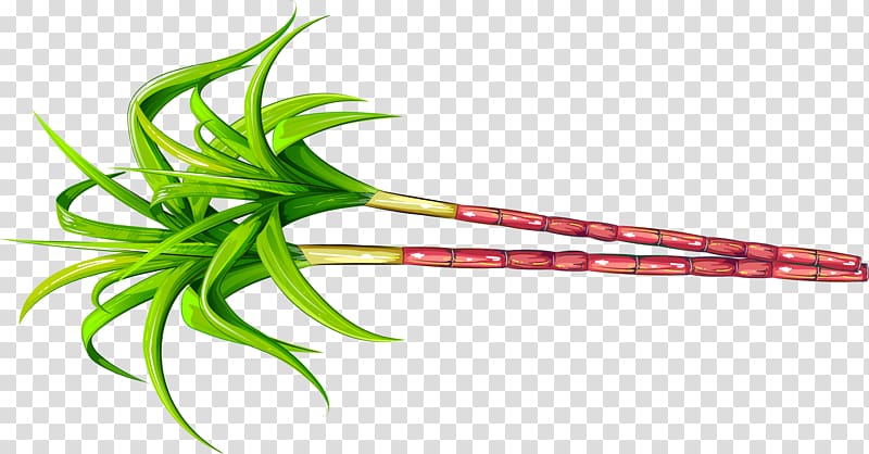 green leafed plant illustration, Saccharum officinarum Sugarcane Fruit, Green simple plant sugar cane transparent background PNG clipart