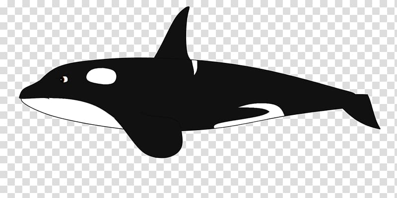 Dolphin Killer whale Cetacea Baleen whale , dolphin transparent background PNG clipart