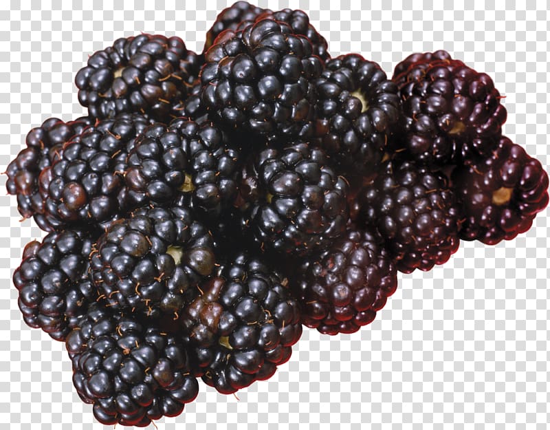 Blackberry transparent background PNG clipart