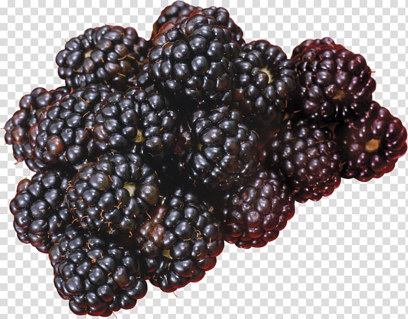 Blackberry Fruit Frutti di bosco, Blackberry transparent background PNG clipart
