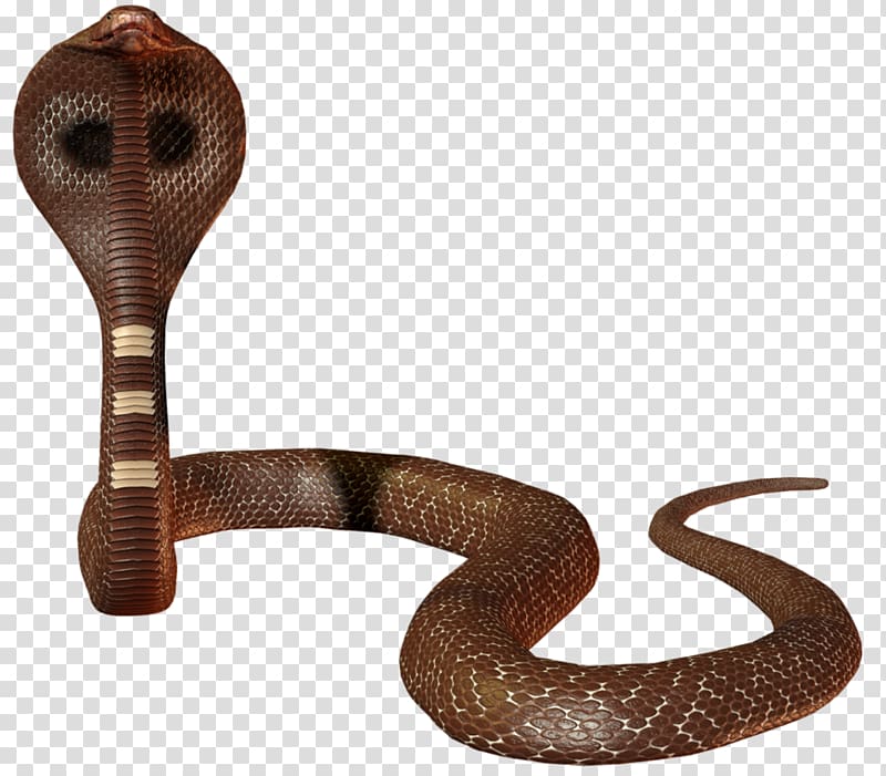 Snake Scaled reptiles Indian cobra Elapidae, snake transparent background PNG clipart