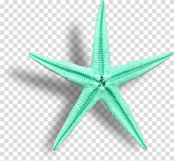 brittle starfish, Starfish Cartoon, Floating starfish transparent background PNG clipart