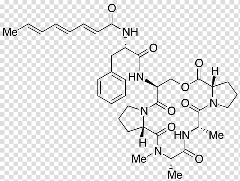 Toronto Research Chemicals Inc /m/02csf Drawing, Anaerobic Organism transparent background PNG clipart