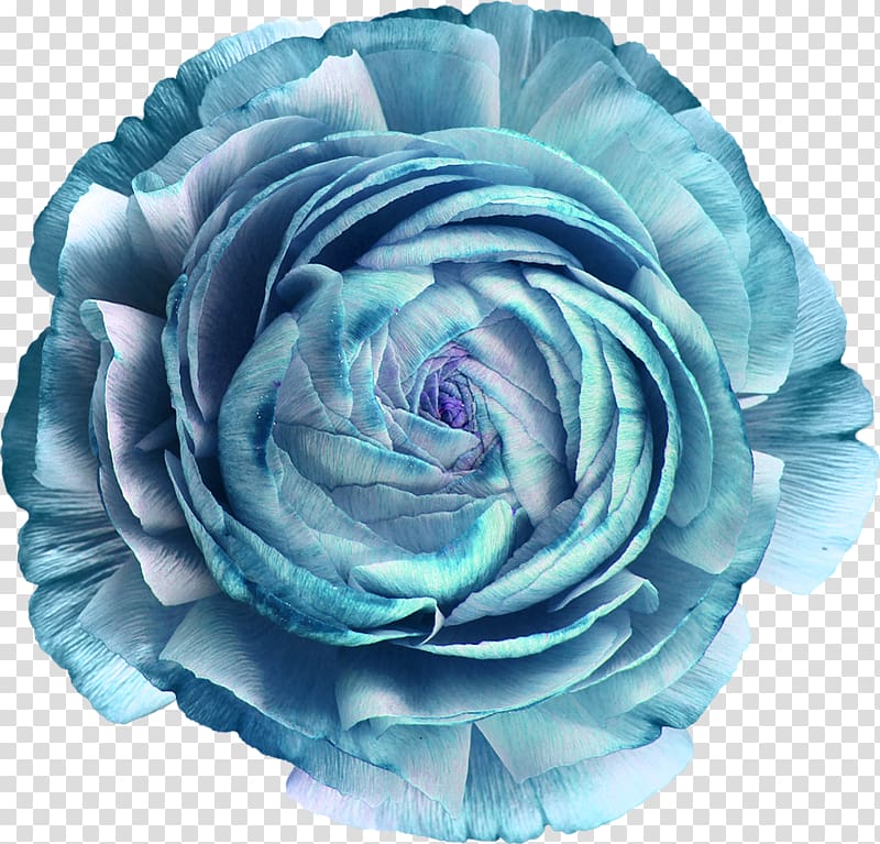 Garden roses Blue rose Cut flowers, flower transparent background PNG clipart