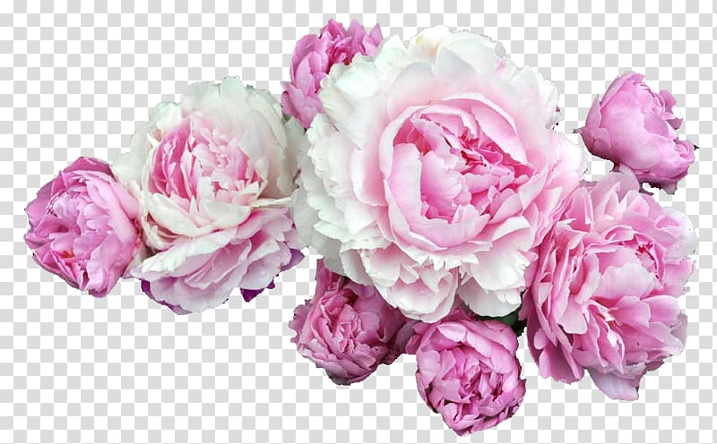 white-and-pink cluster petaled flowers, Pink flowers Desktop , peonies transparent background PNG clipart
