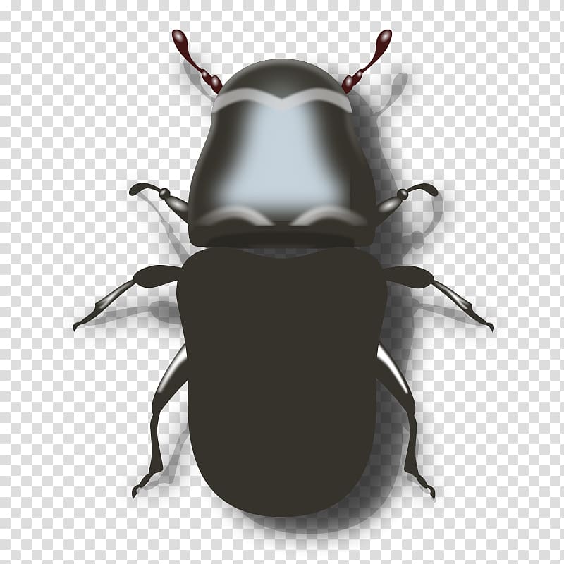 Mountain pine beetle Darkling beetle , mesh transparent background PNG clipart