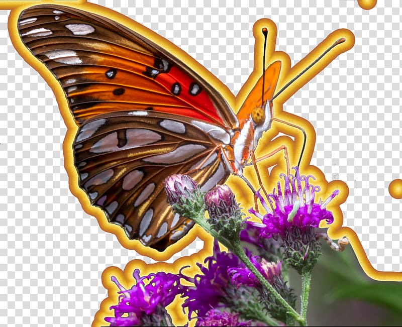 Insect Monarch butterfly Gulf Fritillary Pollinator, cookie transparent background PNG clipart