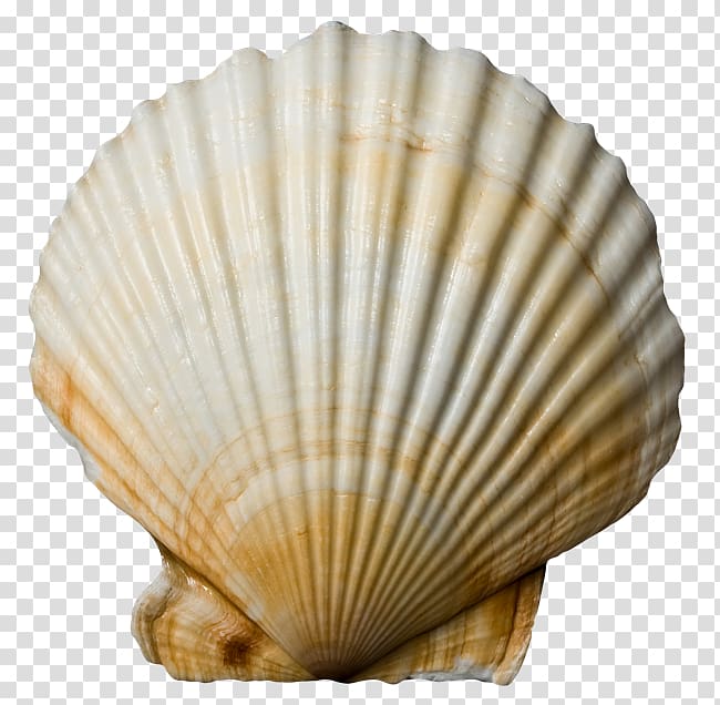 Cockle Conchology Clam Seashell Veneroida, seashell transparent background PNG clipart