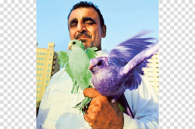 George Washington University Graduate School of Education and Human Development Sharjah Animal Market Parrot Pet, Mohammed Ali transparent background PNG clipart