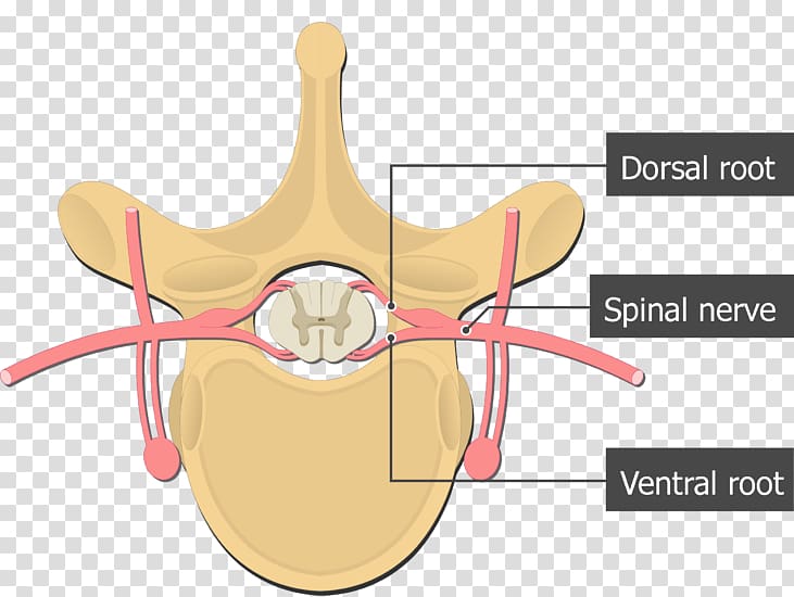 Ventral root of spinal nerve Dorsal root of spinal nerve Dorsal root ganglion Spinal cord, others transparent background PNG clipart