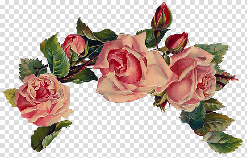 Vintage Roses: Beautiful Varieties for Home and Garden Pink , rose transparent background PNG clipart