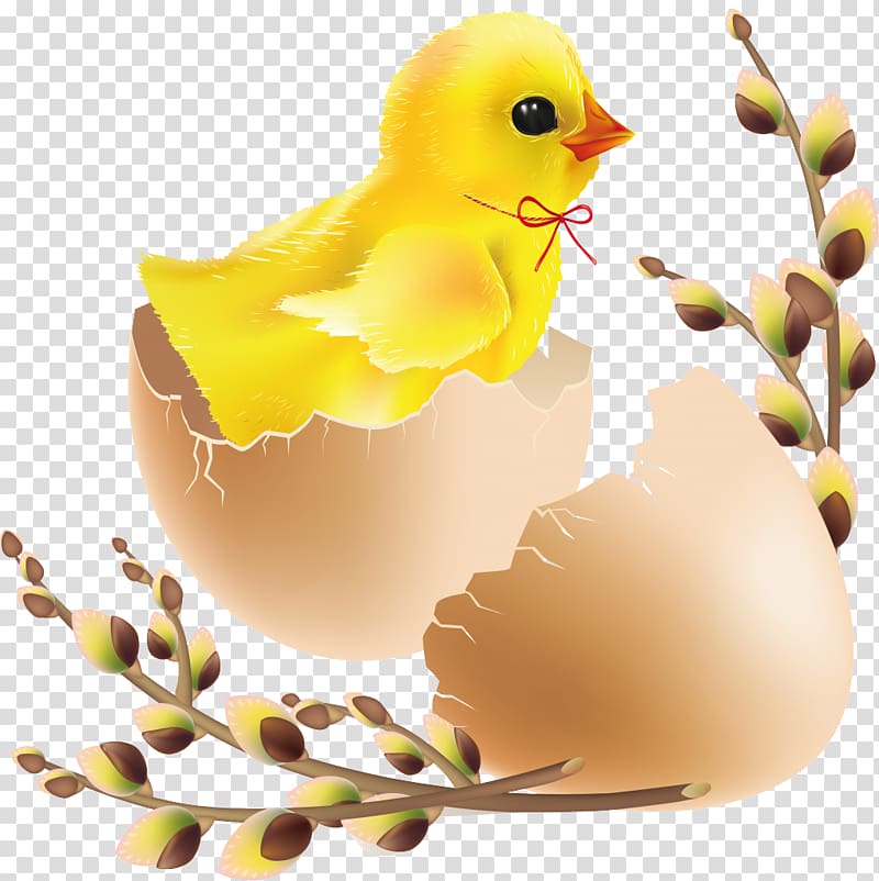 Hatching Easter , chick transparent background PNG clipart