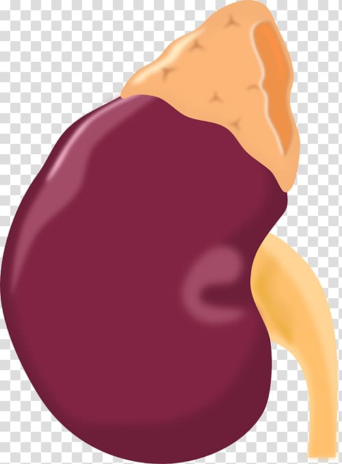 Kidney Organ Computer Icons , kidney transparent background PNG clipart