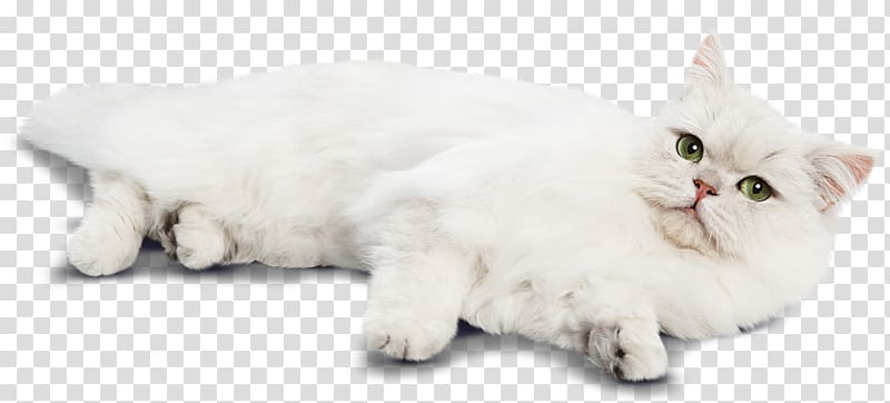 Persian cat Burmilla Munchkin cat Asian Semi-longhair Turkish Angora, cat shop transparent background PNG clipart
