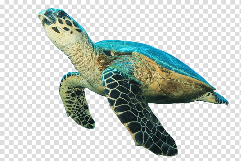 blue turtle transparent background PNG clipart