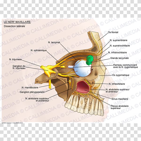 Maxillary nerve Ophthalmic nerve Trigeminal nerve, others transparent background PNG clipart