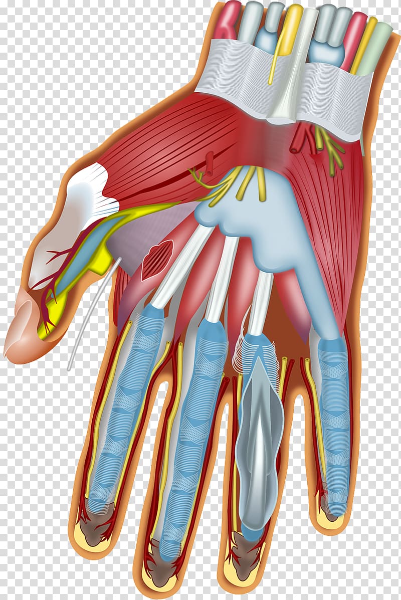 Muscles of the hand Wrist Anatomy Carpal bones, muscles transparent background PNG clipart