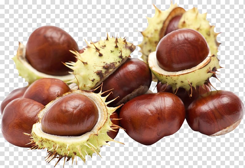 Chestnut Acorn, acorn transparent background PNG clipart